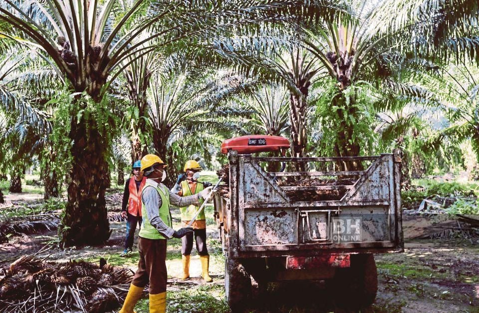 Belanjawan 2025: Memperkukuh Sektor Perladangan dan Komoditi